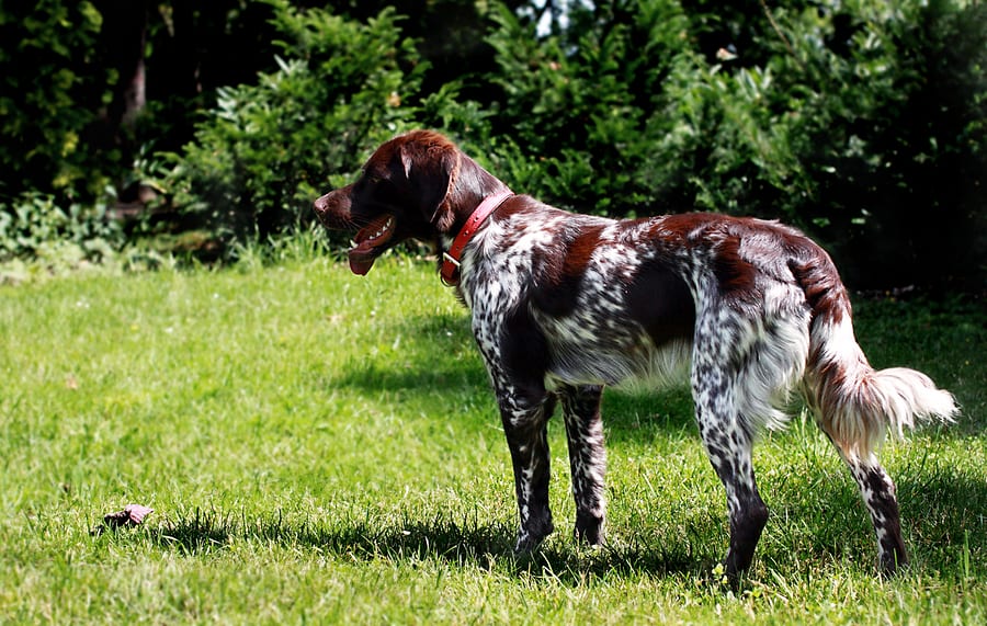 Gun Dog Hall of Fame The Pointers Wide Open Spaces