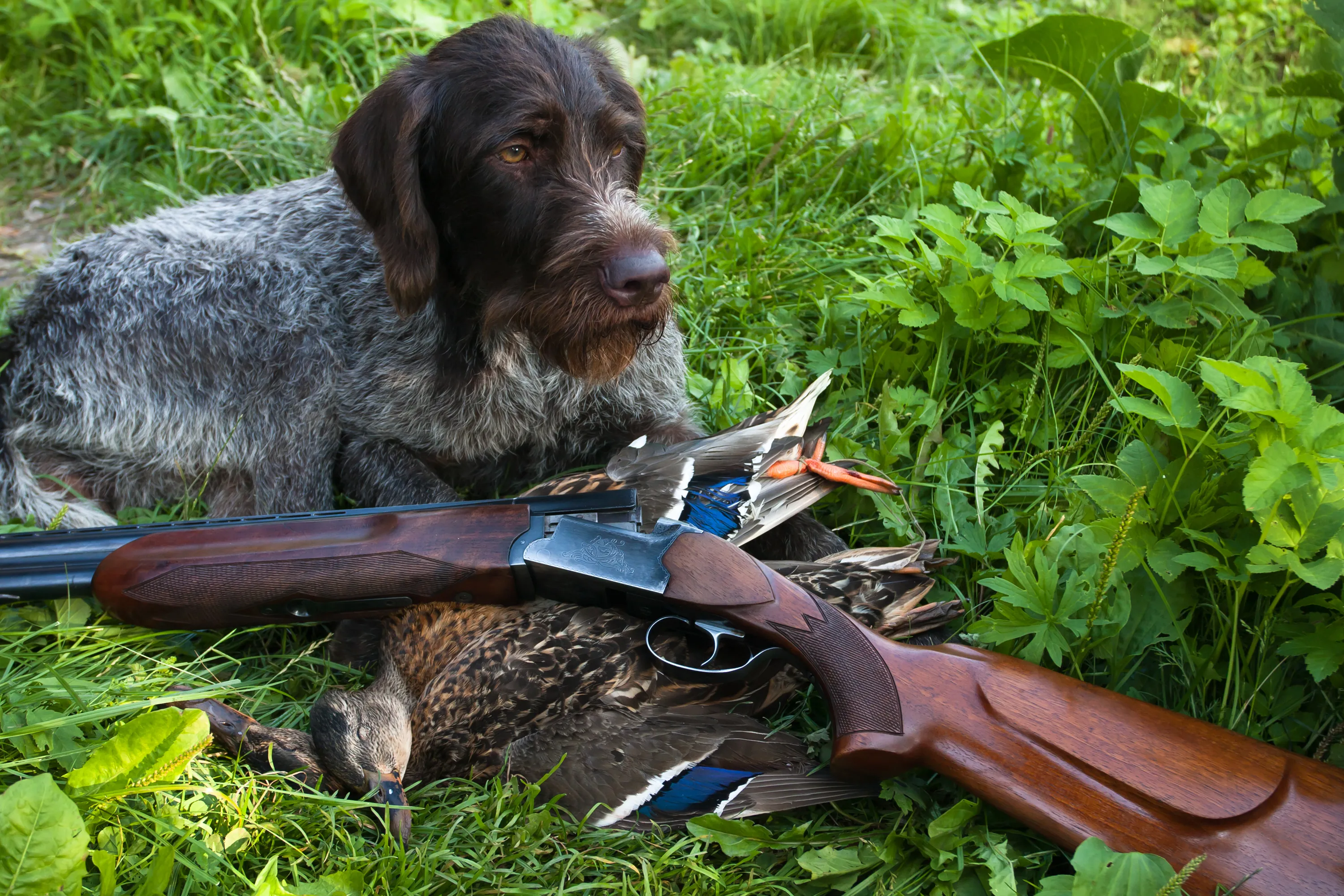 hunting dog breed