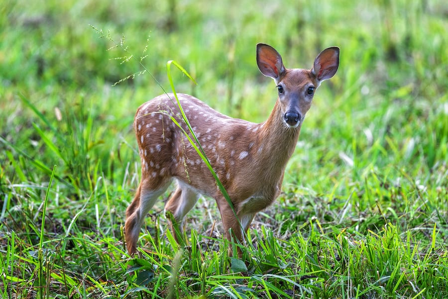 worst deer hunting states