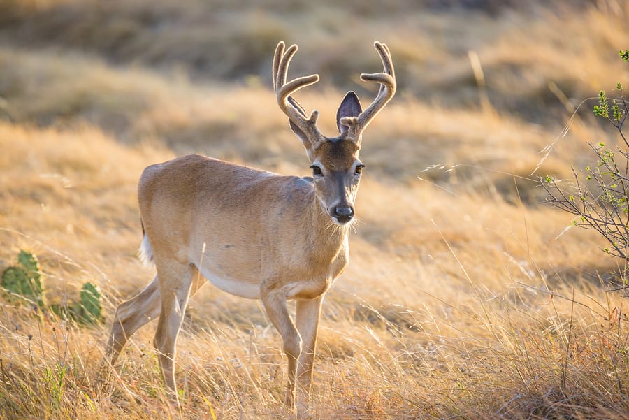 Whitetail Report