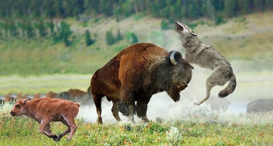 nature is metal