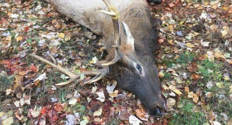 inaugural elk hunt