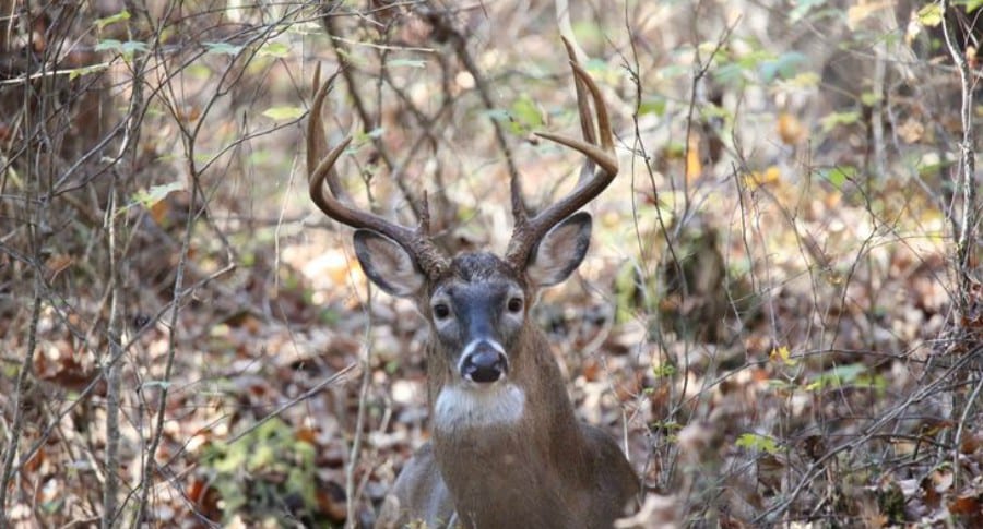 successful deer season