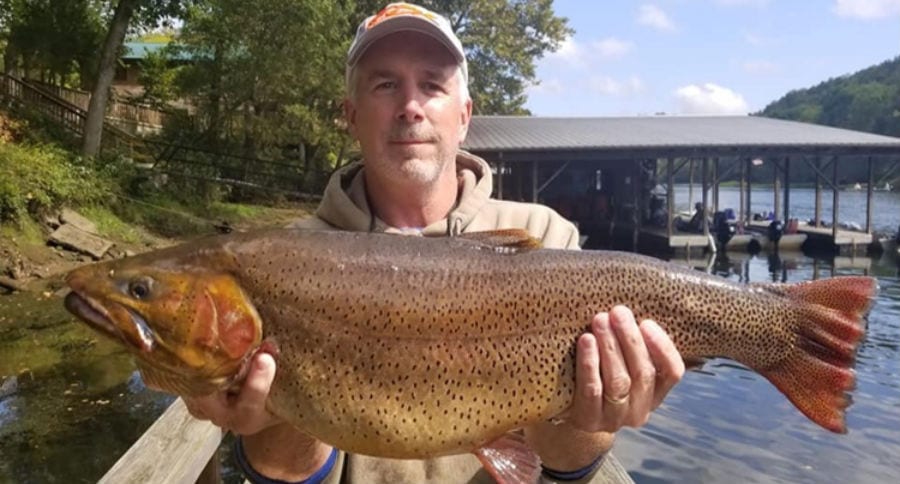 cutthroat trout