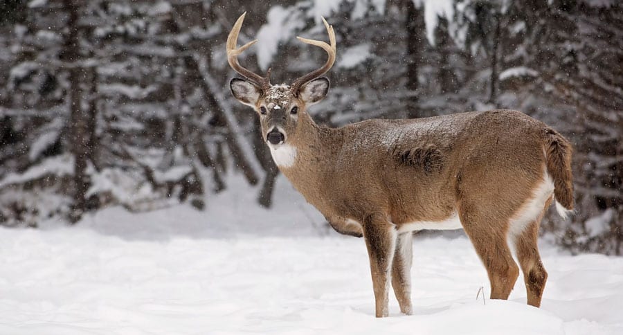 cold-weather hunting apparel