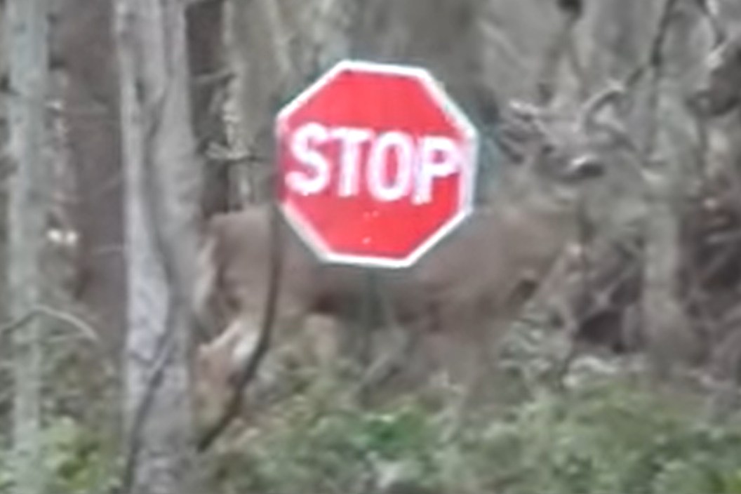 Deer Hunting Prank
