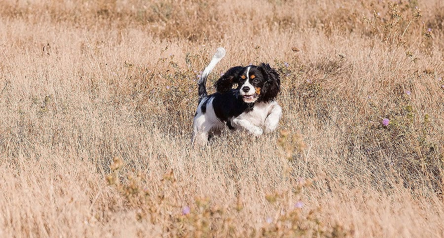 flushing bird dog