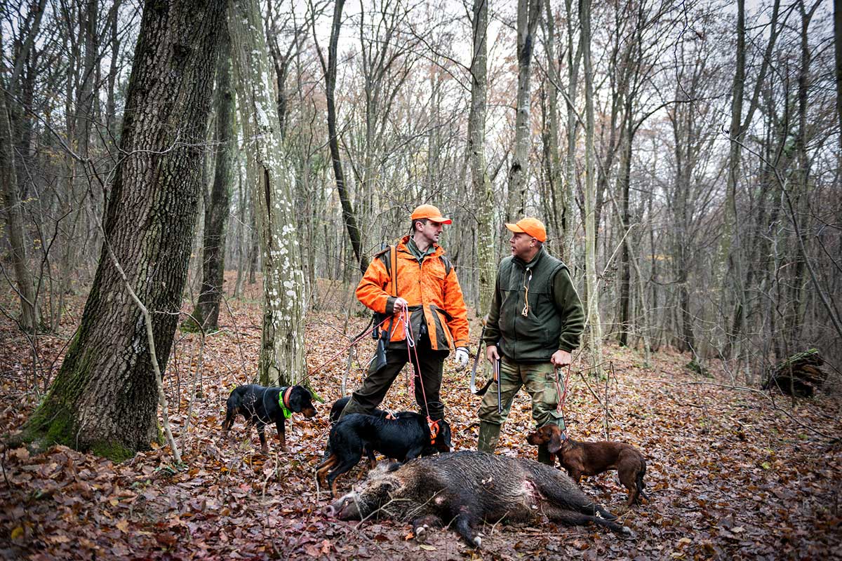 Hog Dogs The Best Breeds for Hog Hunting Wide Open Spaces
