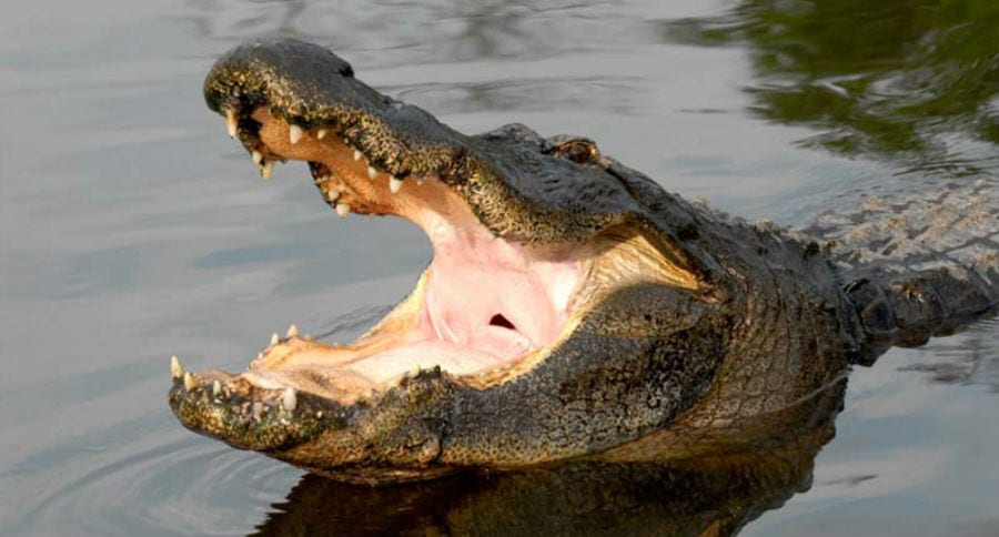 gator hunt