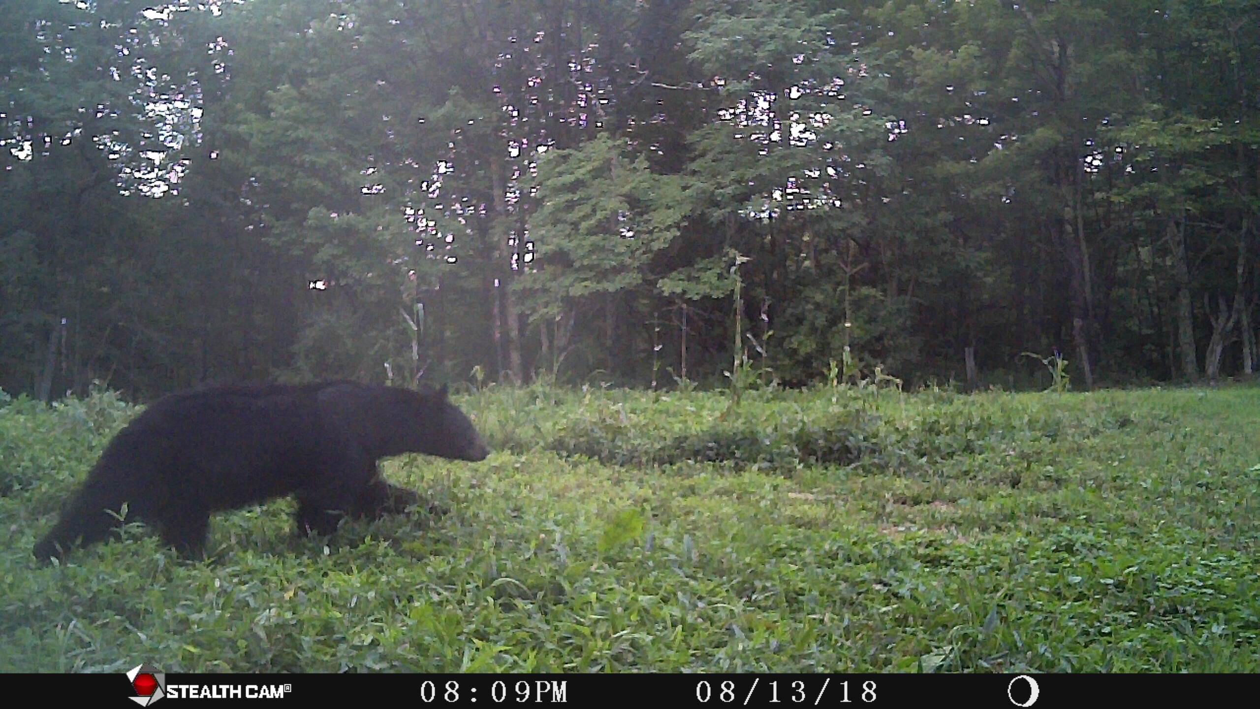 Trail Cam Tuesday