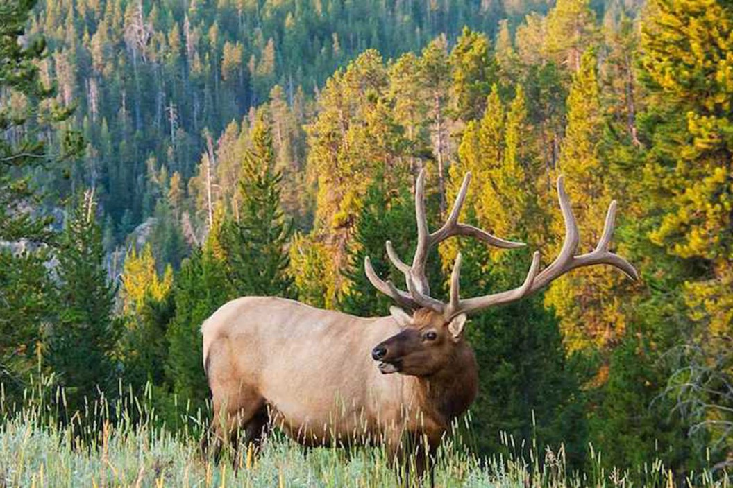 bull elk