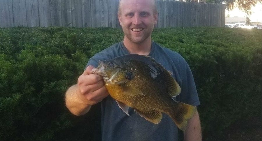 hybrid sunfish