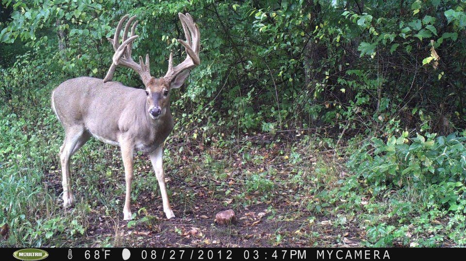 Big Buck Trail Camera