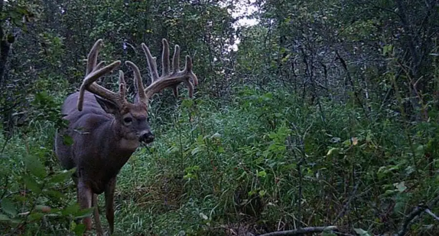 Big Buck Trail Camera