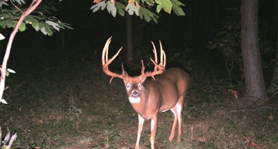 Big Buck Trail Camera