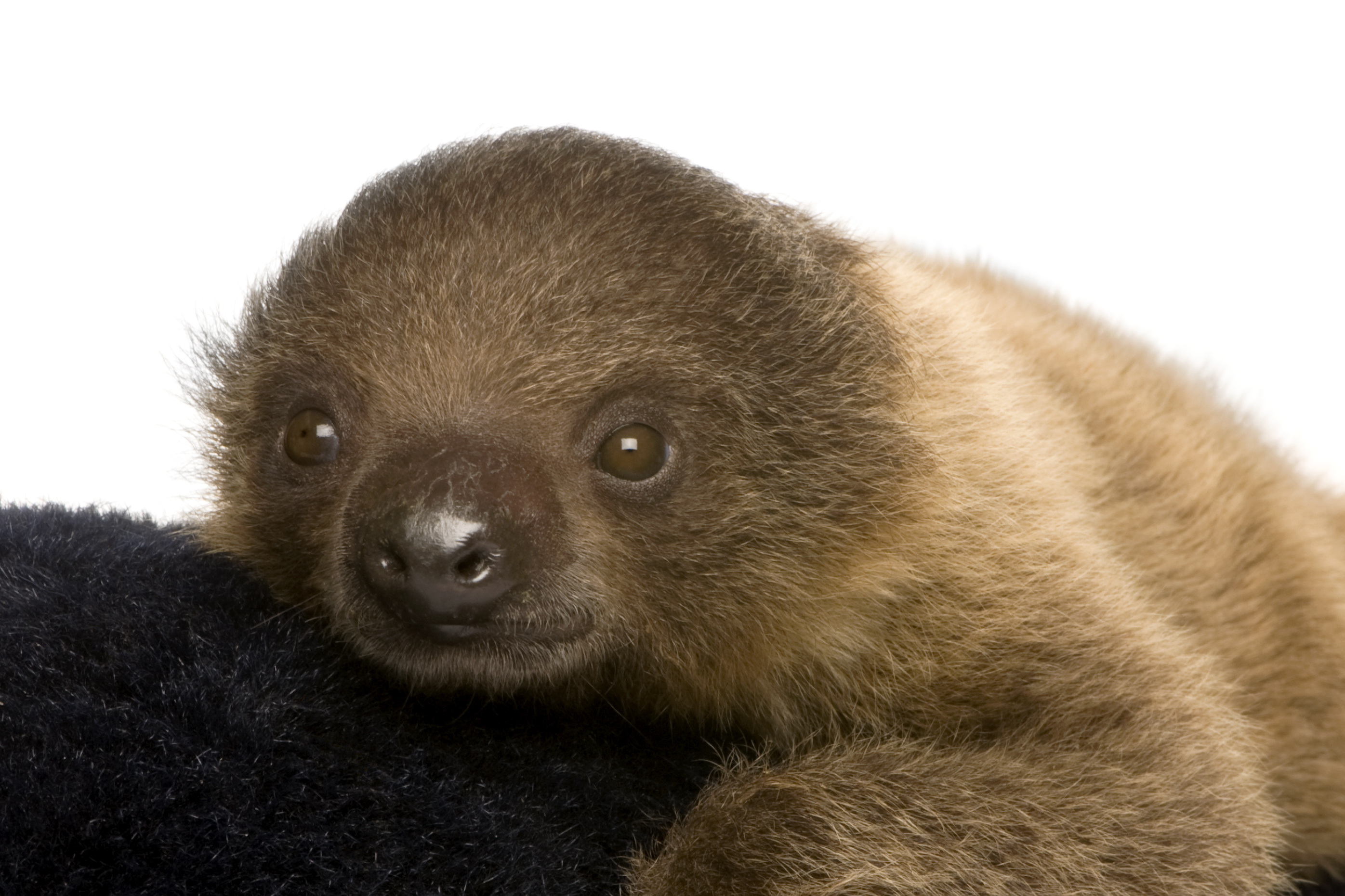 Baby Sloth