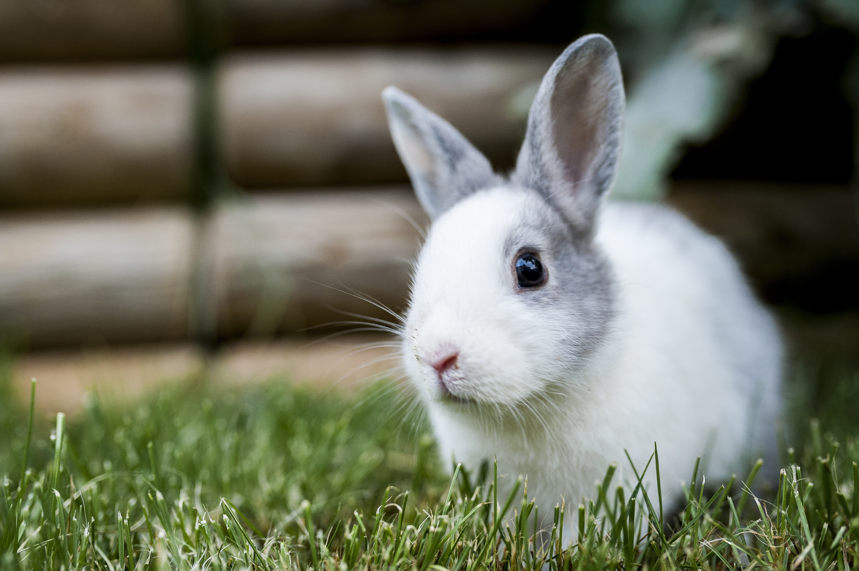 Bunny Names 