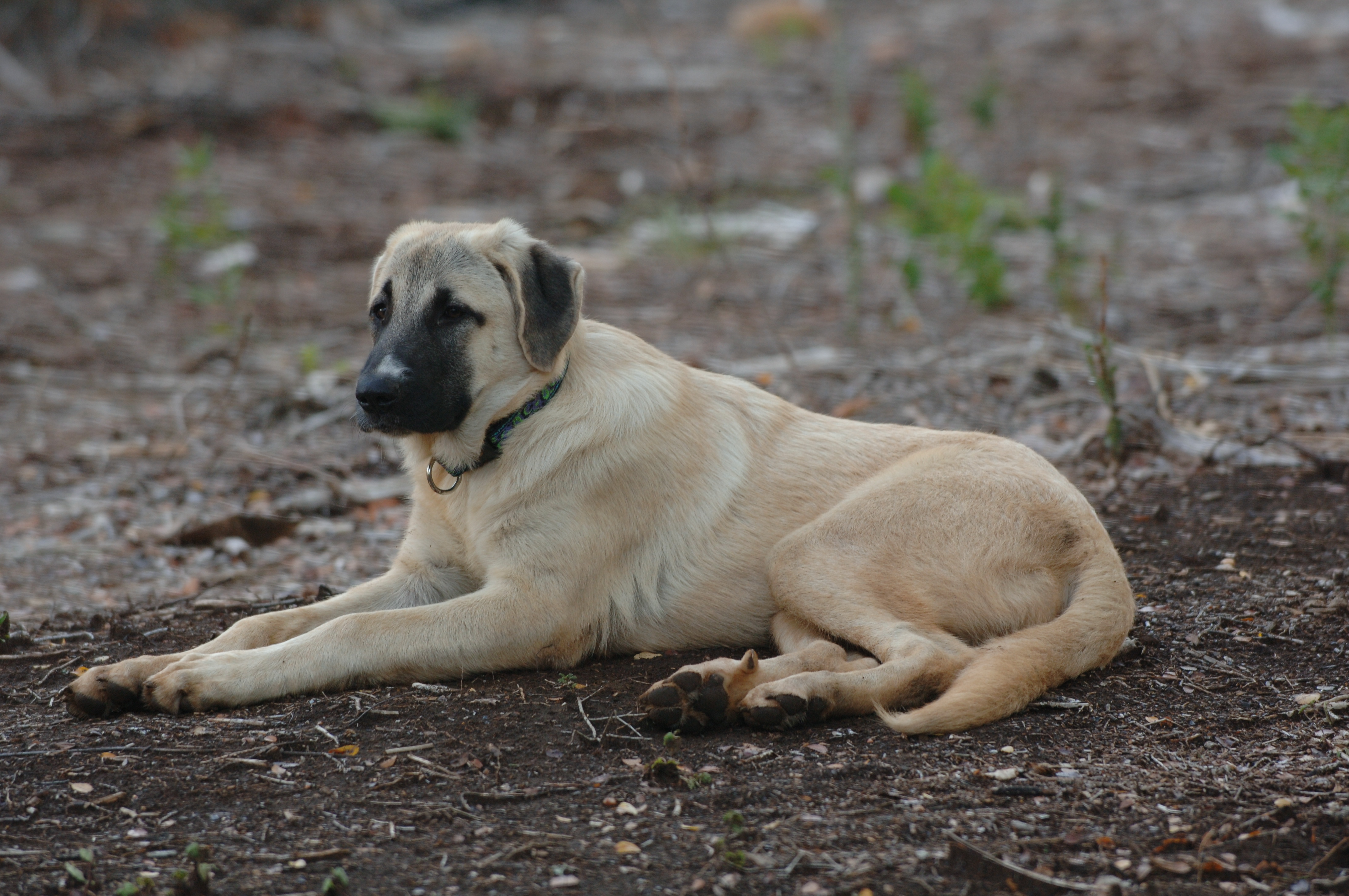 Anatolian Shepherd