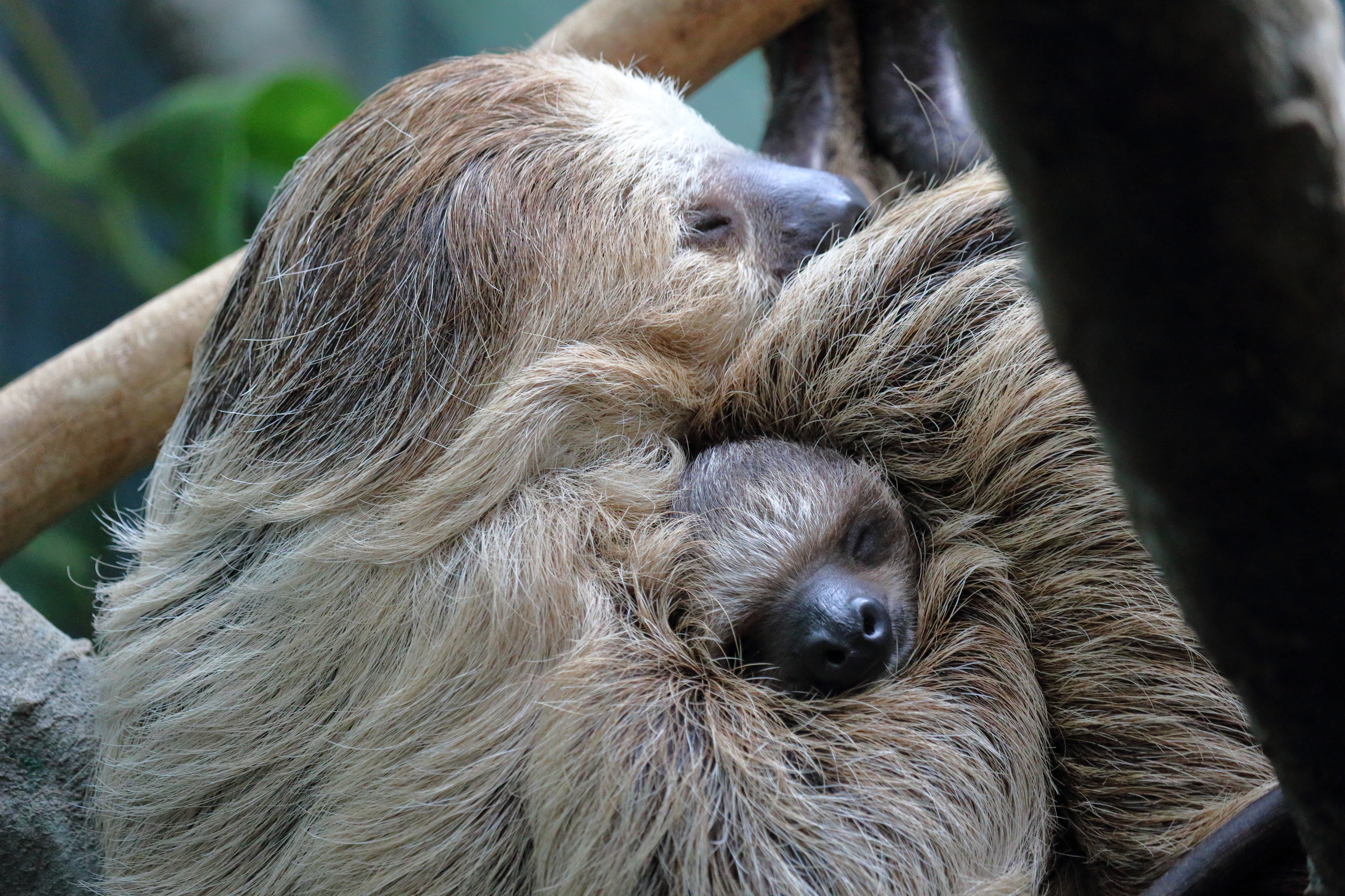 Baby Sloth