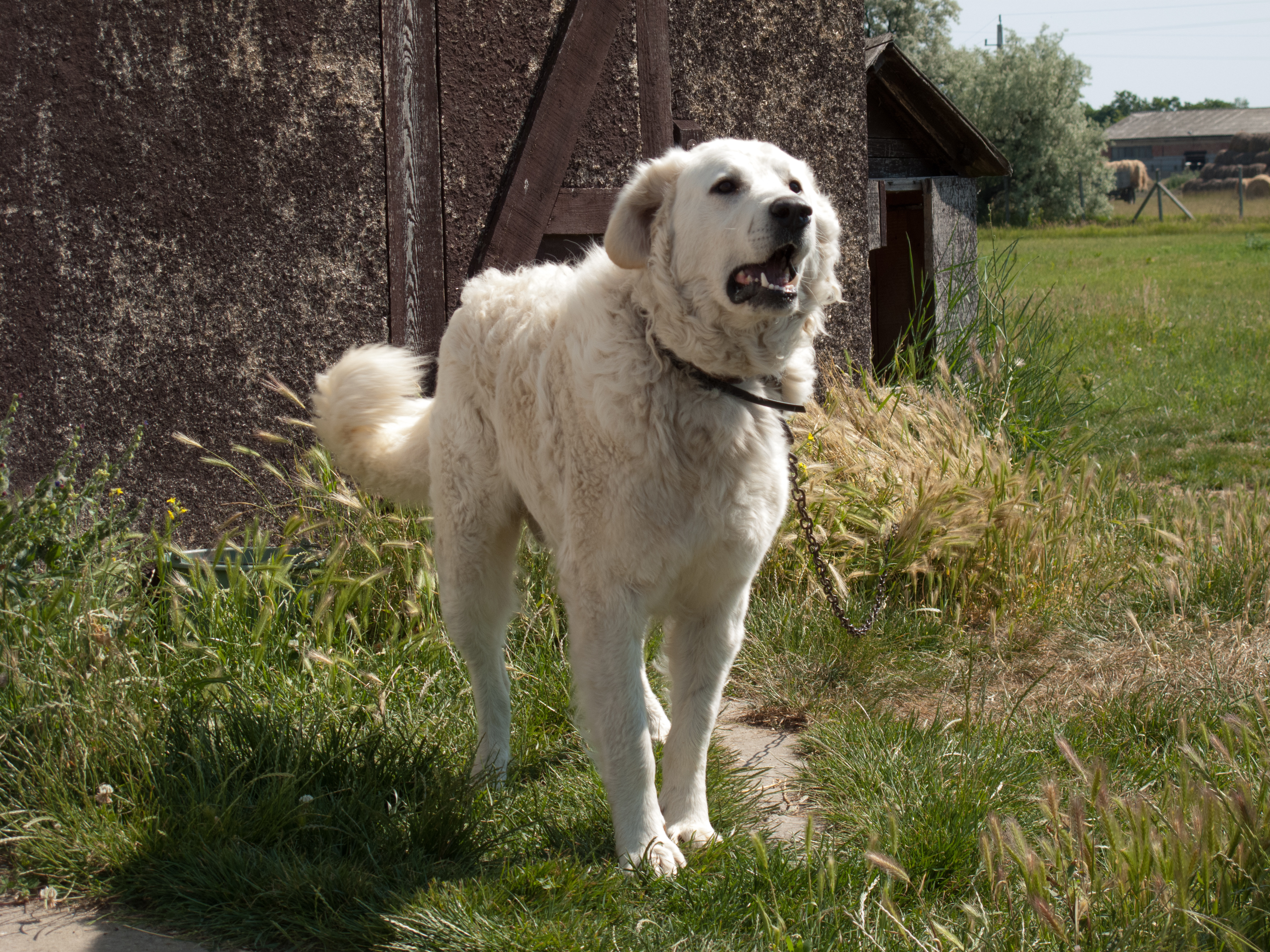 Livestock Guardian Dog