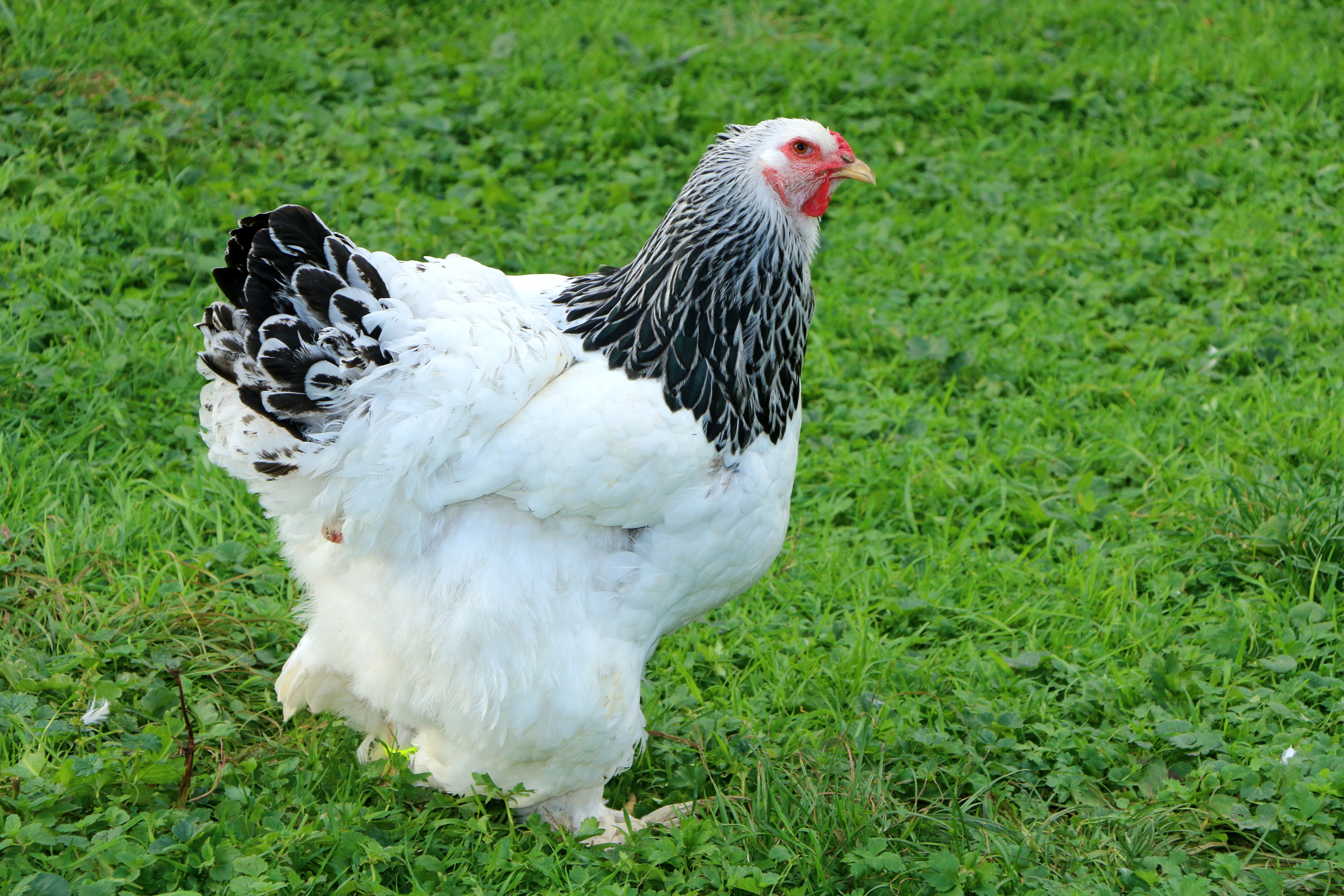 Chicken Brahma