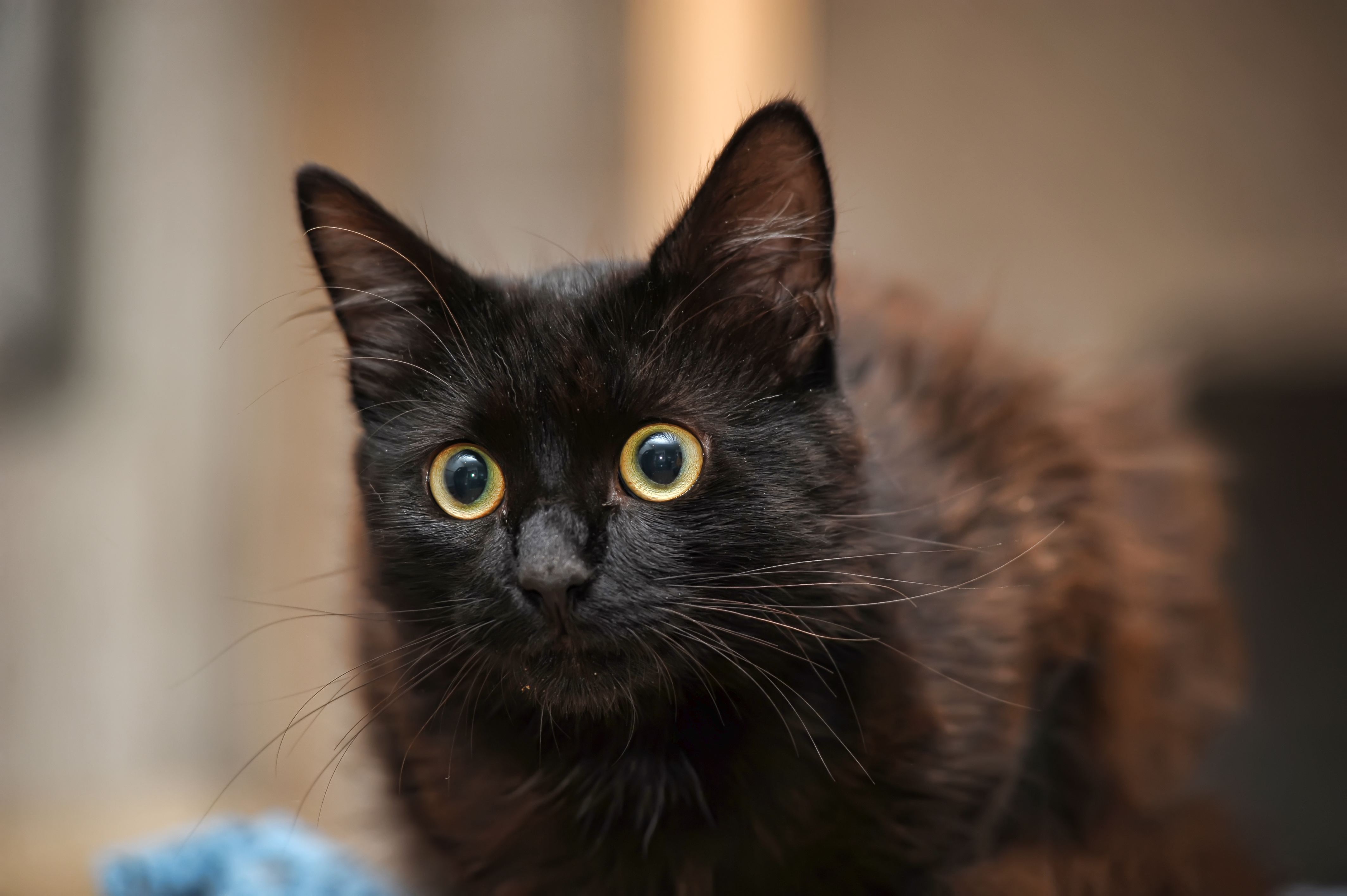 Bombay Cat