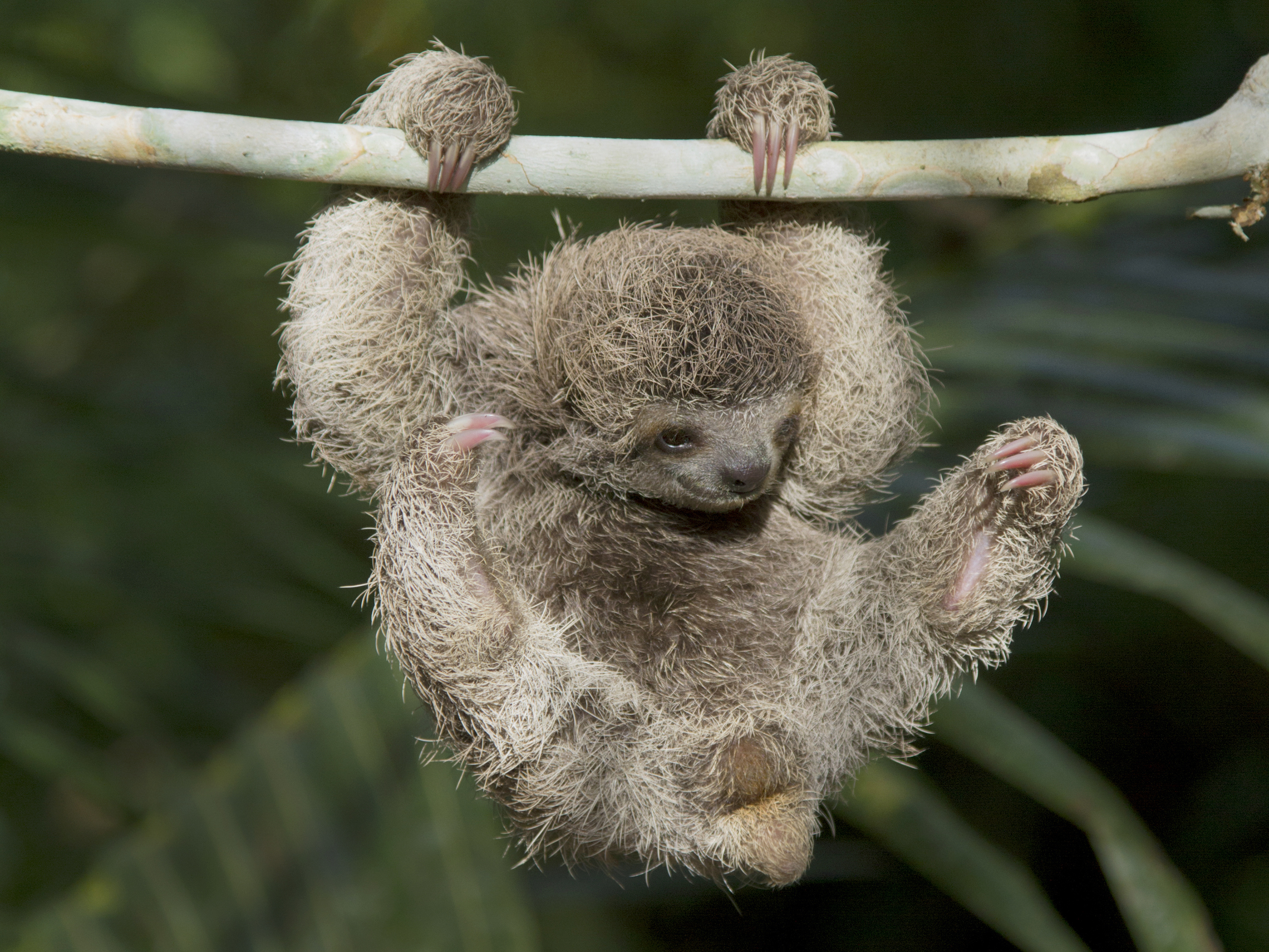 Baby Sloth