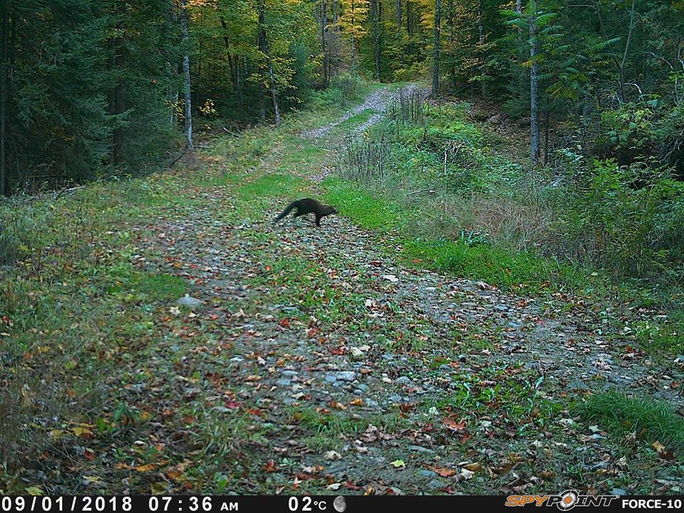 Trail Cam Tuesday