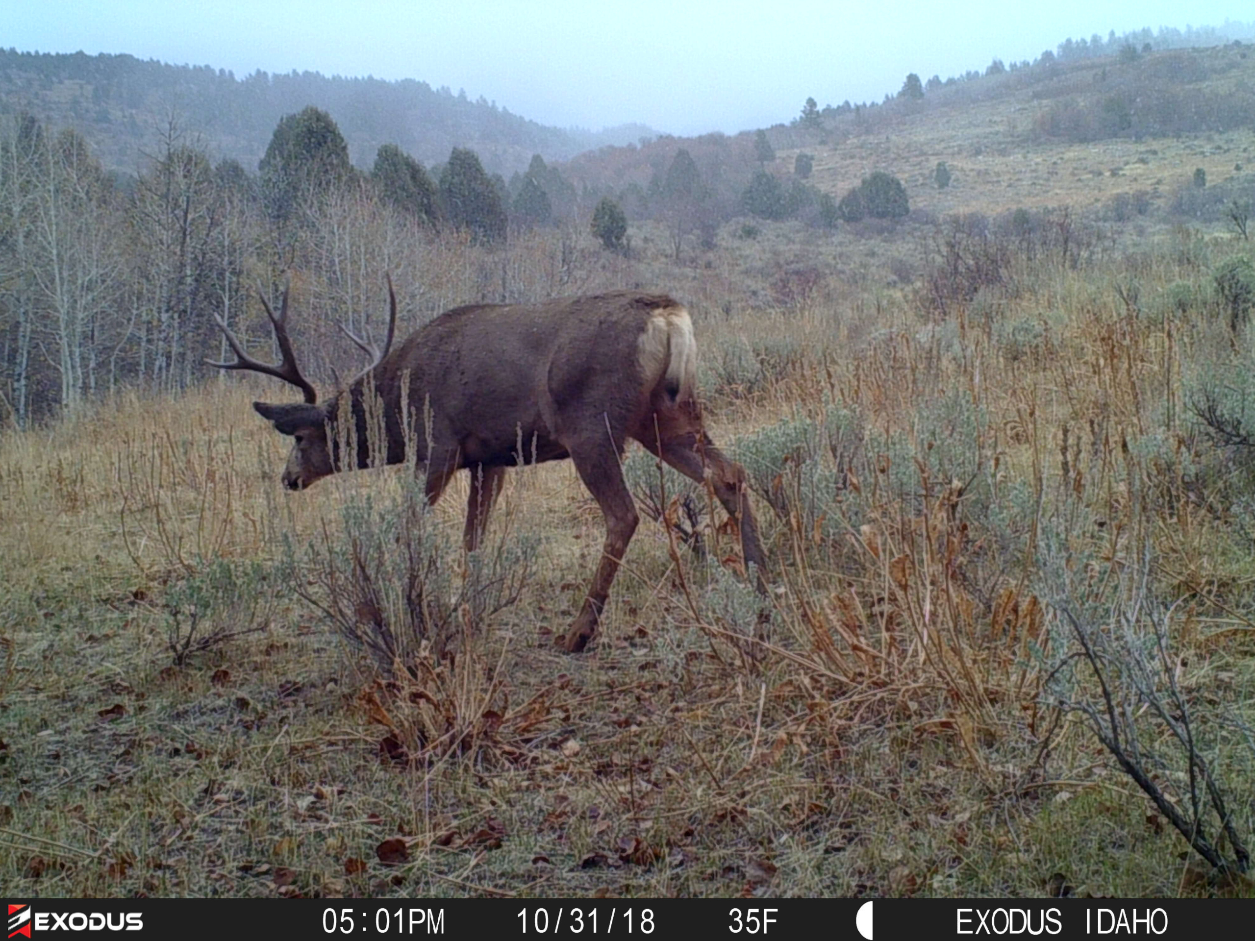 Trail Cam Tuesday