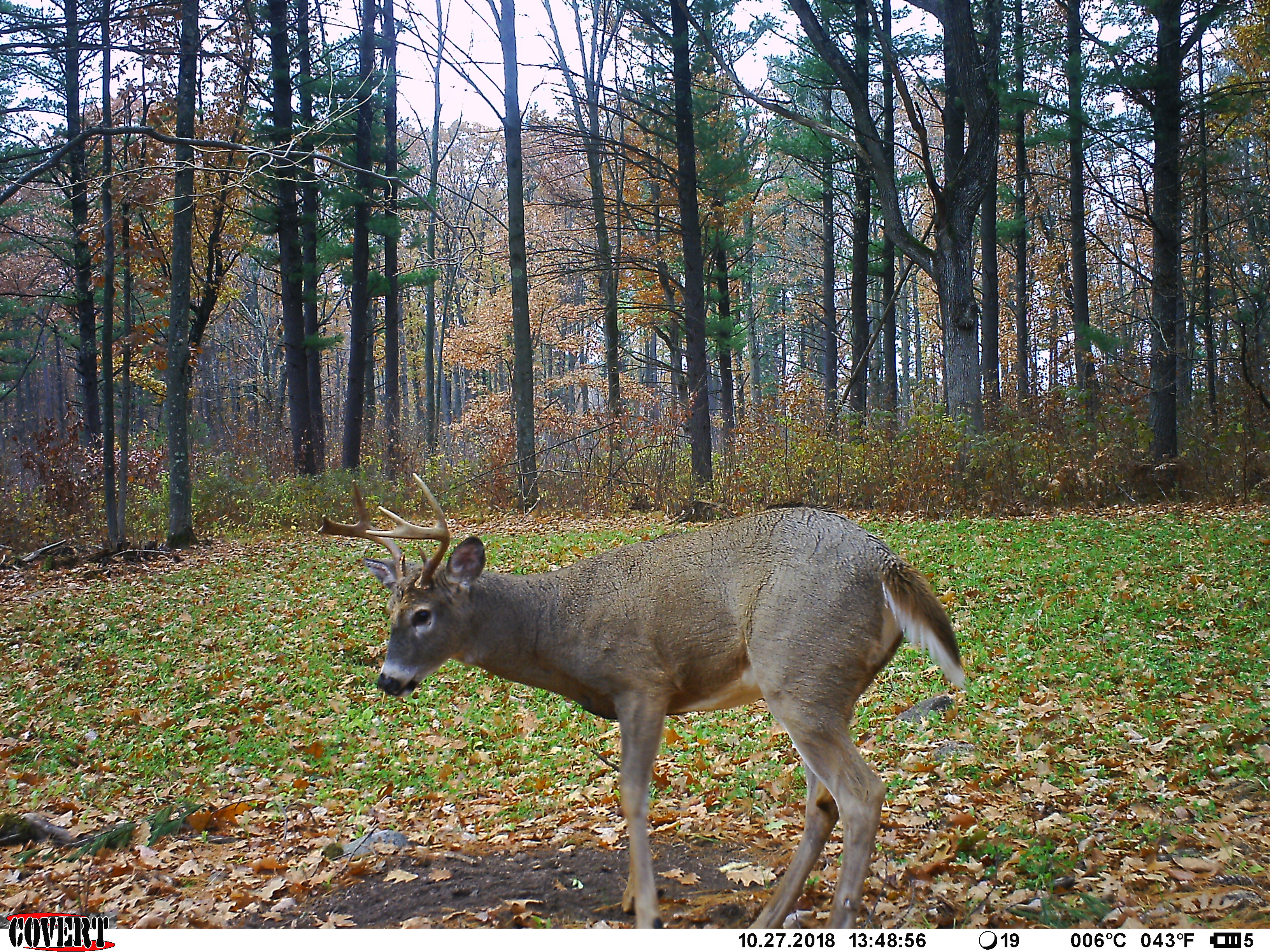 Trail Cam Tuesday