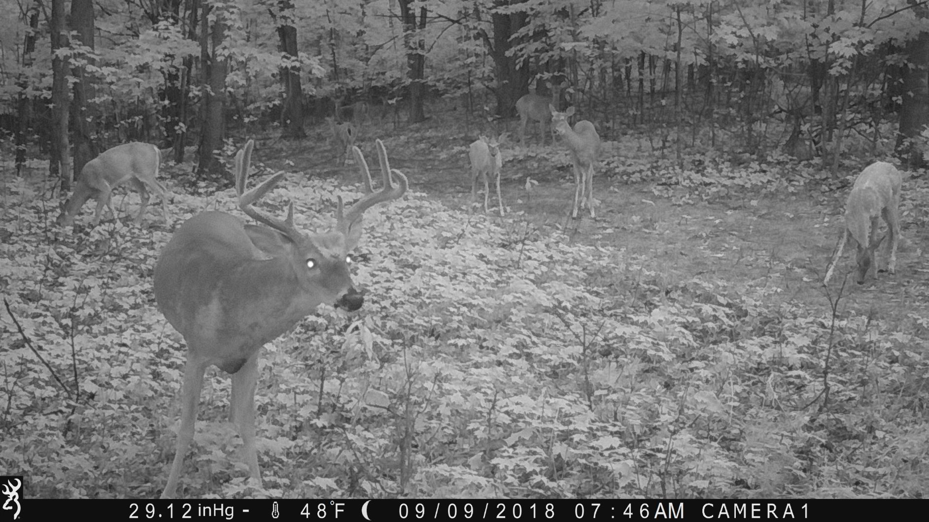 Trail Cam Tuesday