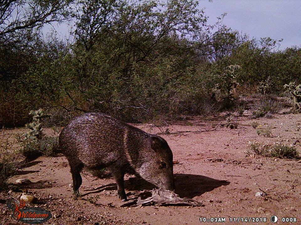 Trail Cam Tuesday