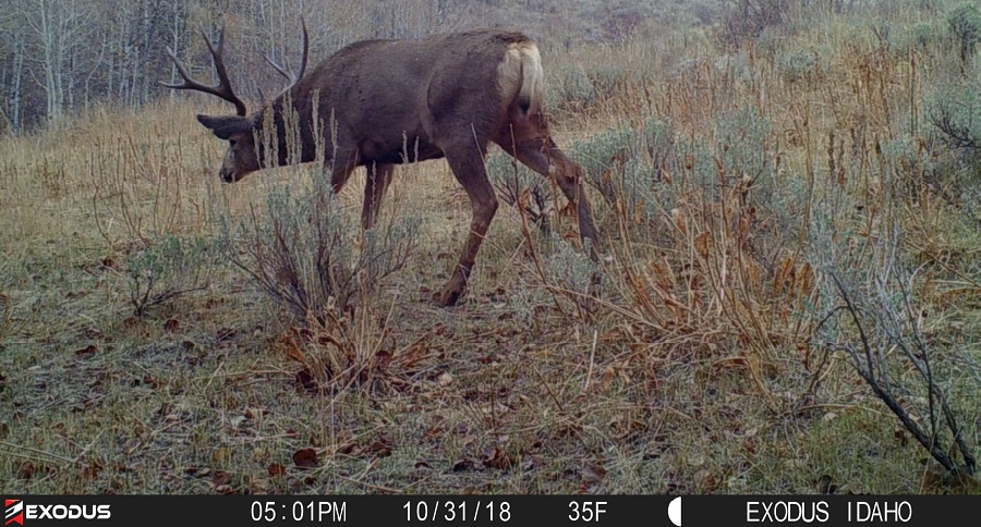 Trail Cam Tuesday