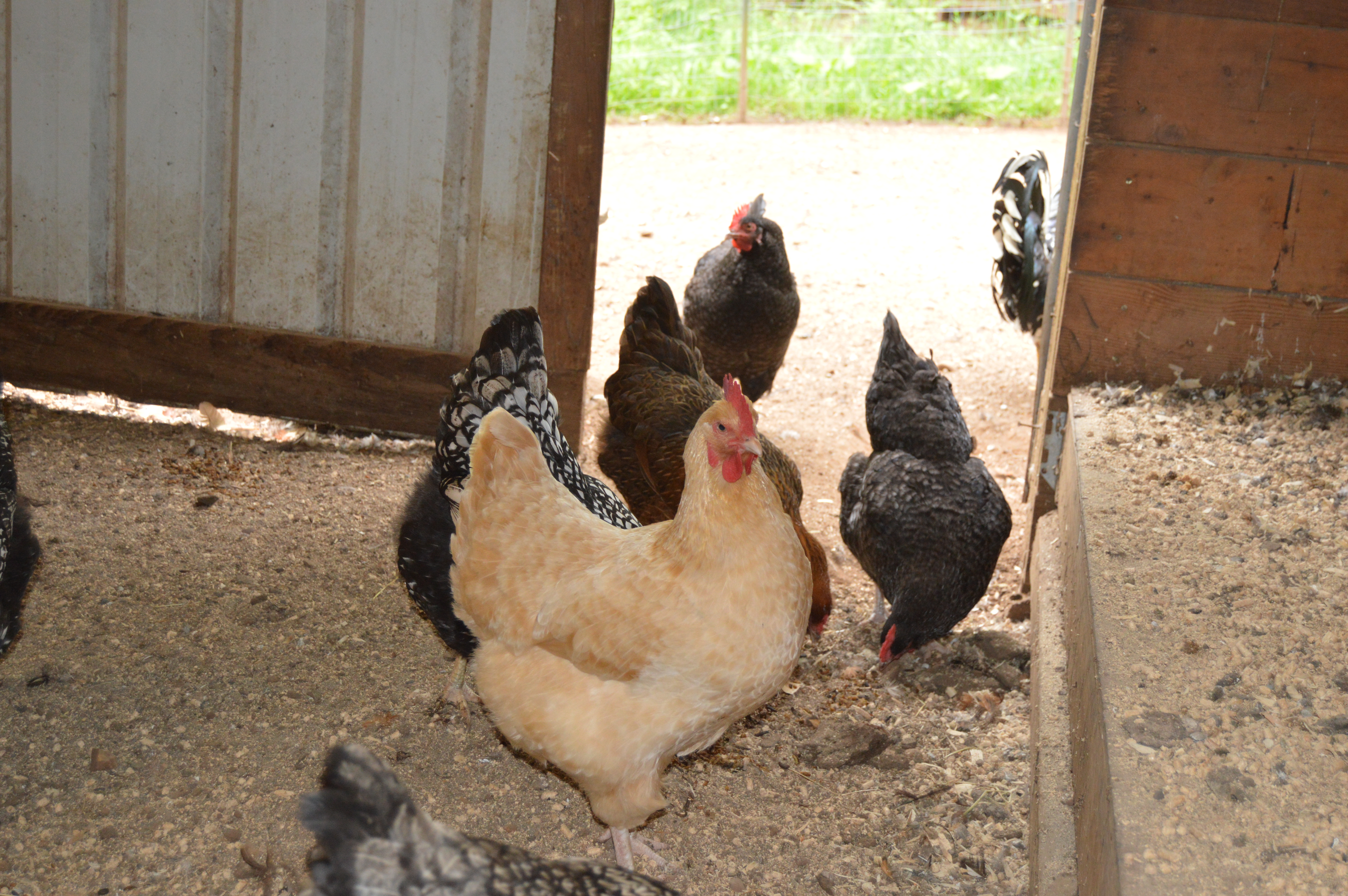 Mixed Chicken Flock 