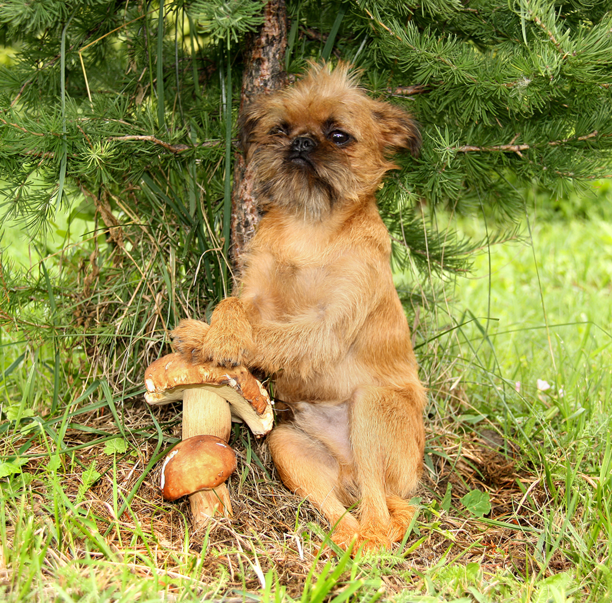 Dogs Eating Mushrooms 