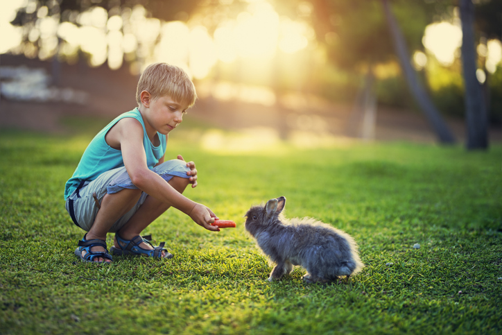 Little boy feeding his rabbit in the backyard