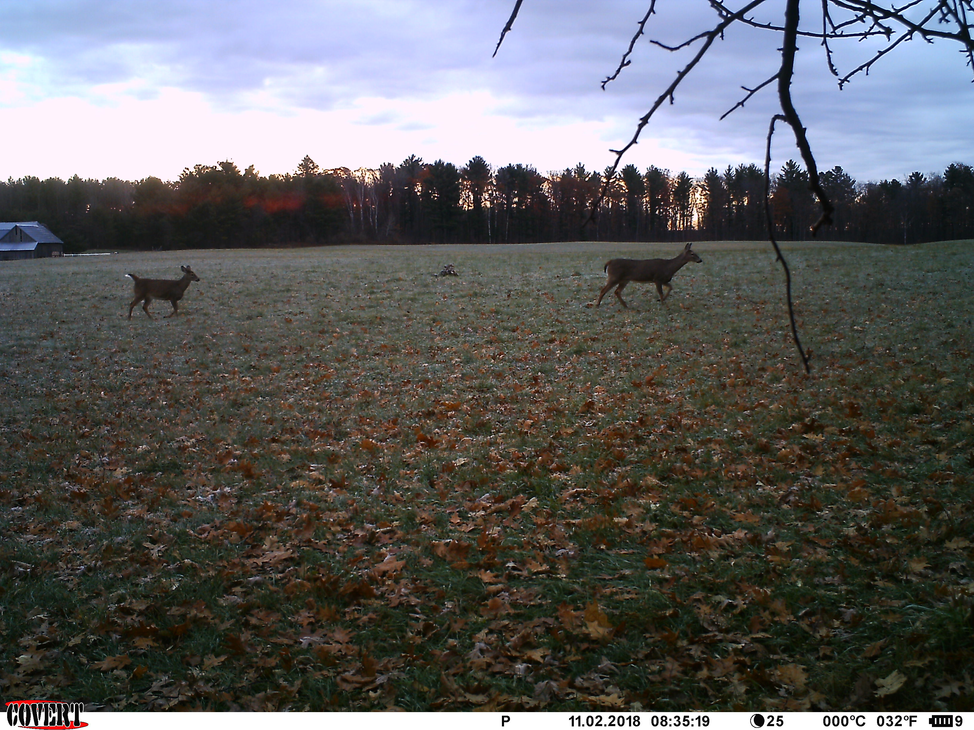 Trail Cam Tuesday