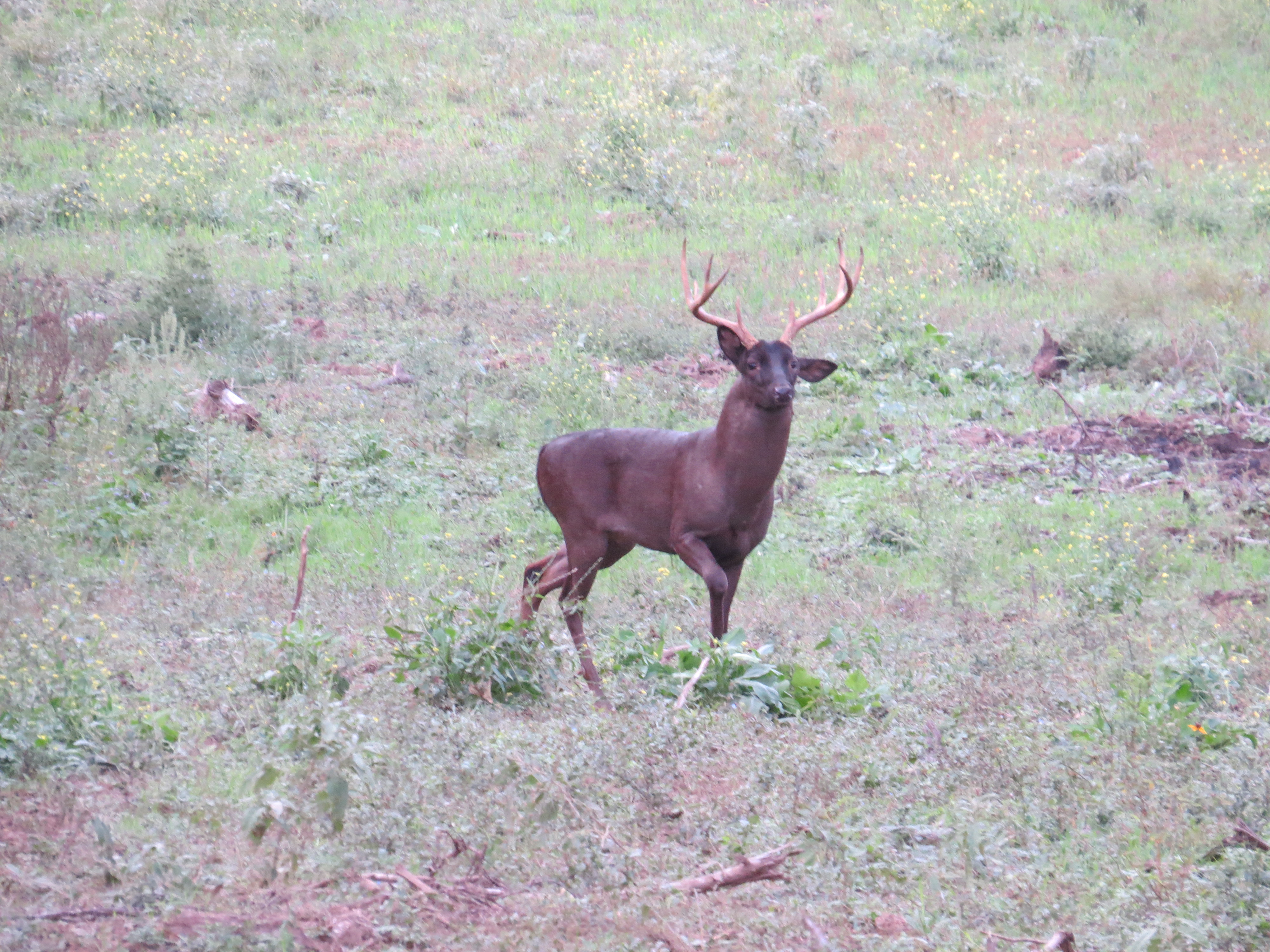 Melanistic Buck