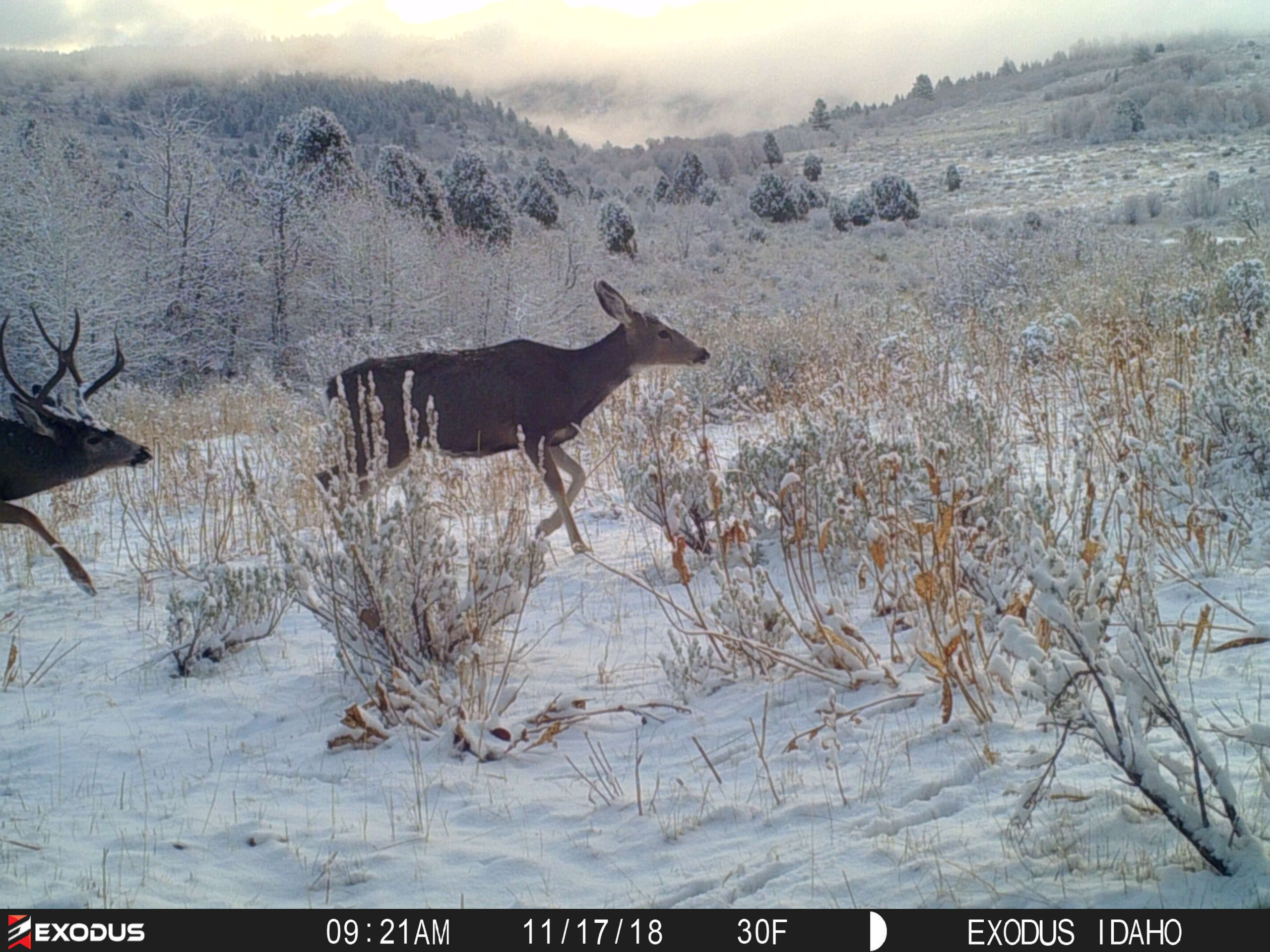 Trail Cam Tuesday