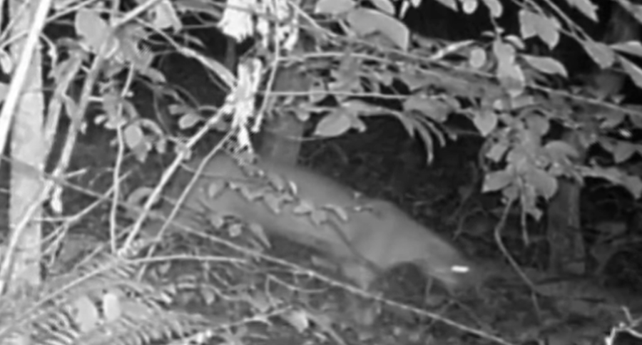 Kentucky Mountain Lion