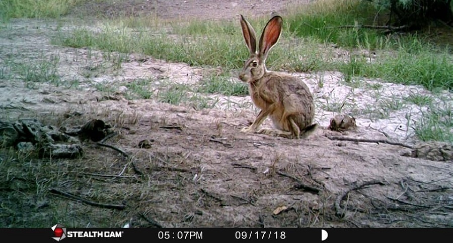 Trail Cam Tuesday