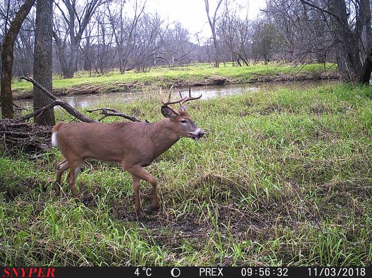 Trail Cam Tuesday