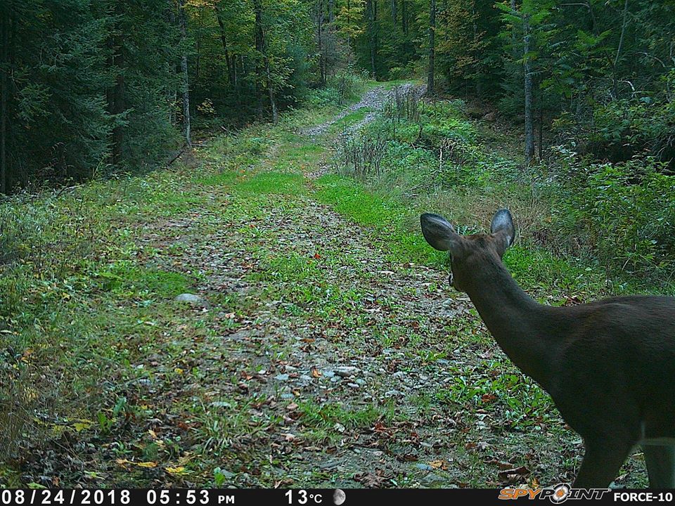 Trail Cam Tuesday