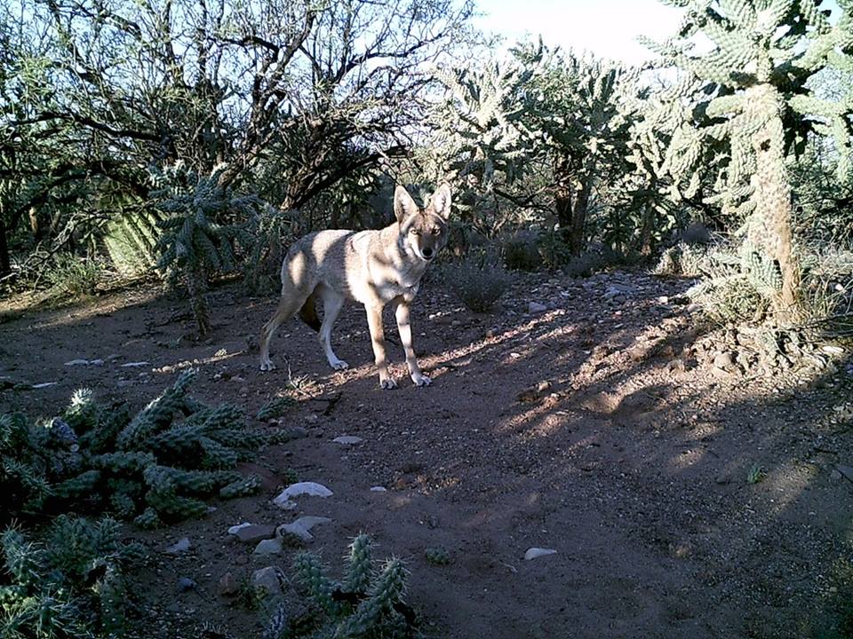 Trail Cam Tuesday