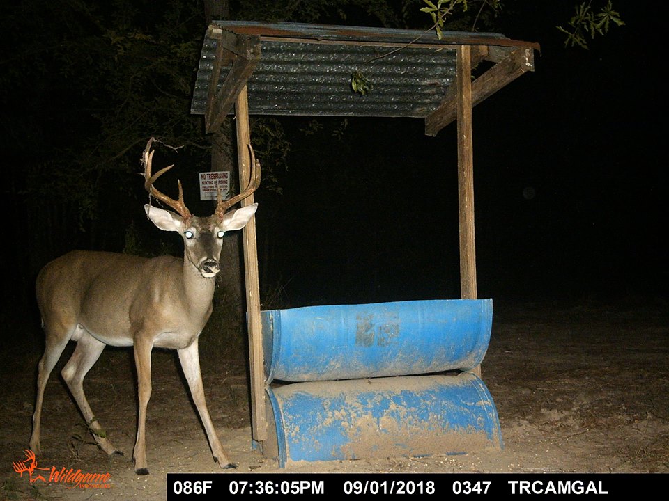 Trail Cam Tuesday