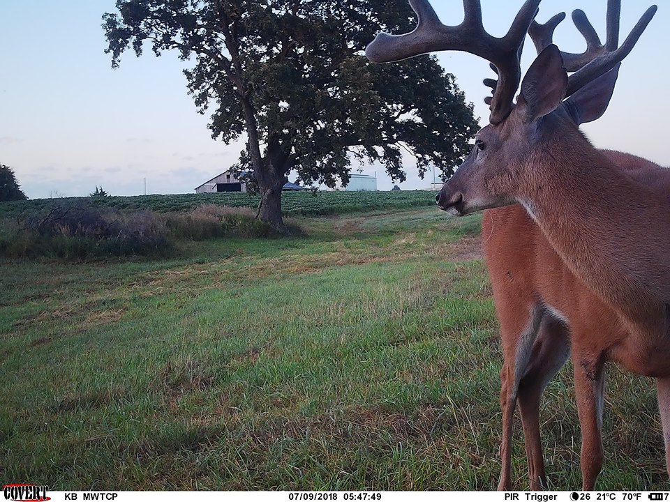 Trail Cam Tuesday