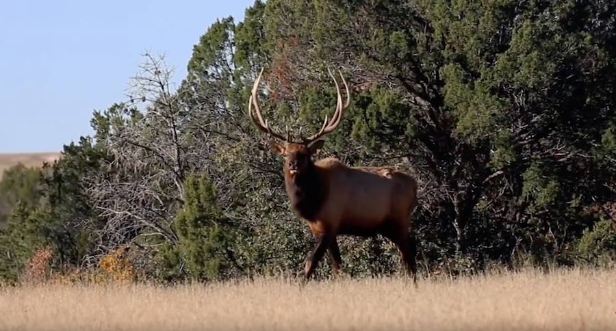Watch Ron Spomer Take A New Mexico Elk With A Mossberg Patriot