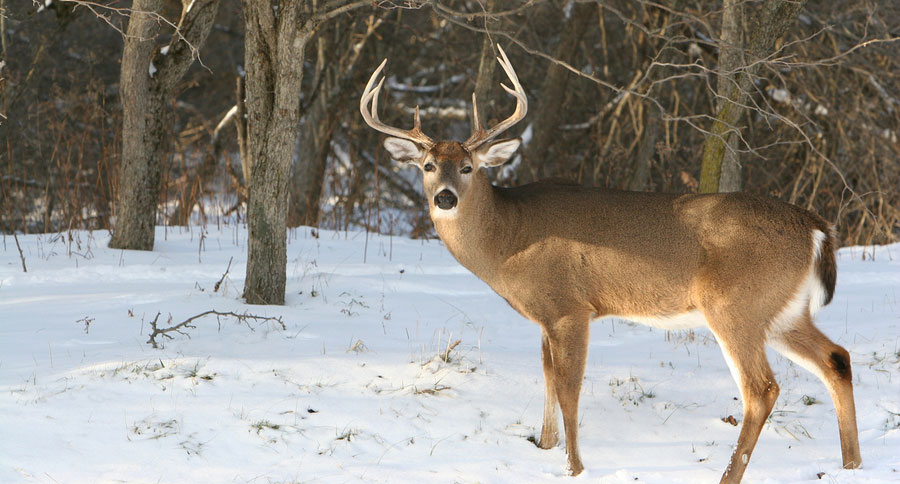 deer hunting products