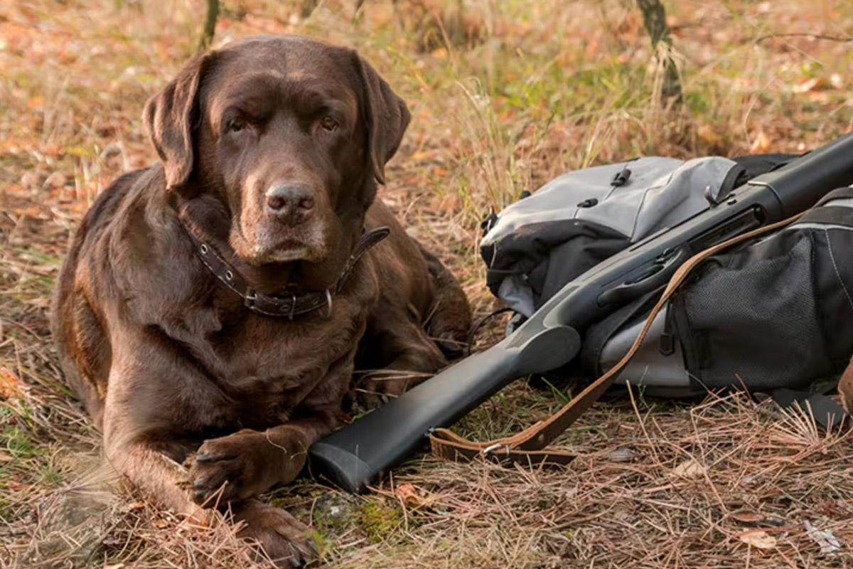 gifts for dog lovers