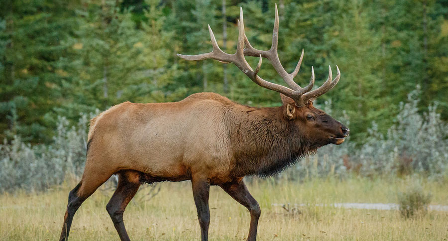 elk